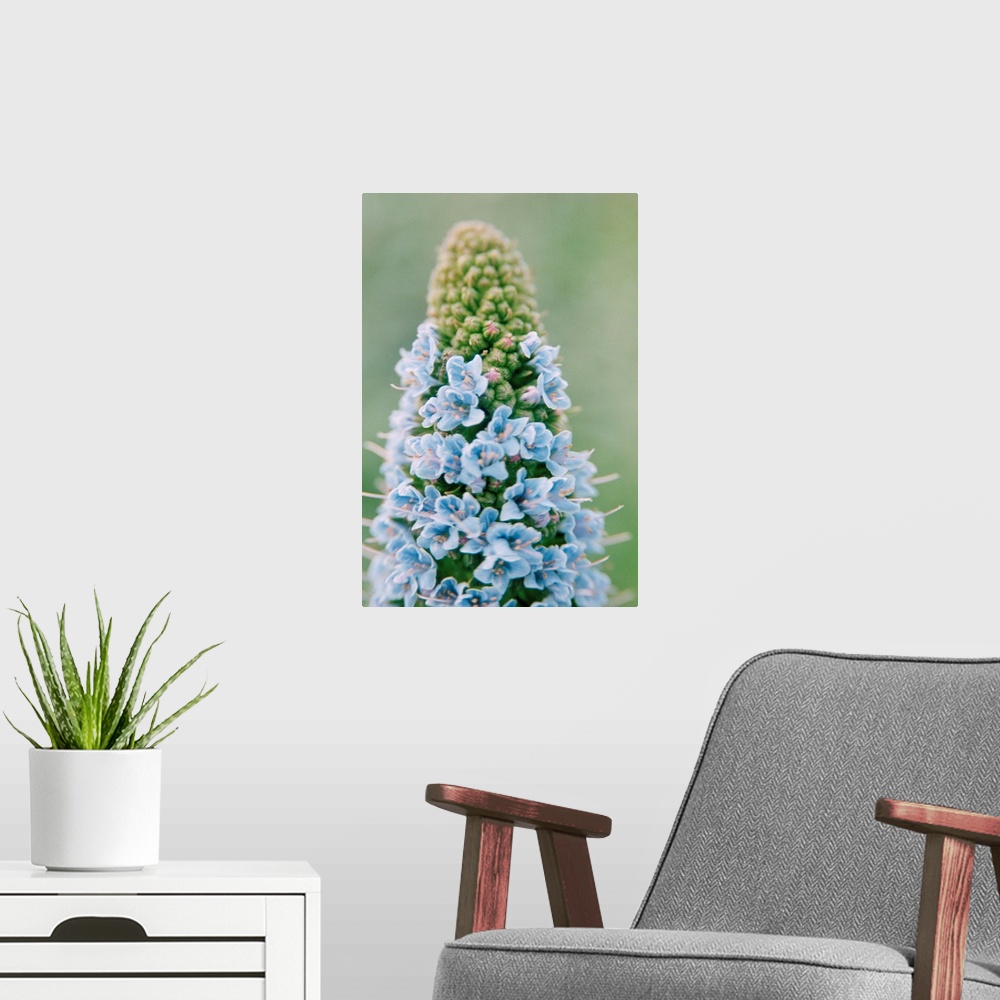 A modern room featuring Echium flowers. Close-up of the flowers on an echium (Echium fastuosum), which is also known as t...