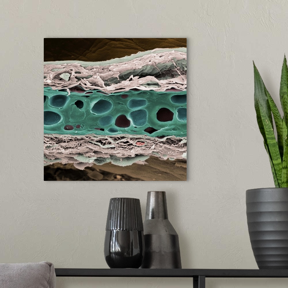 A modern room featuring Elastic cartilage. Coloured scanning electron micrograph (SEM) of a section through elastic carti...