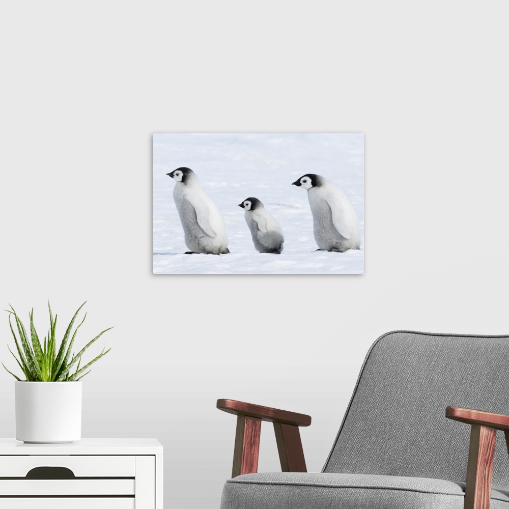 A modern room featuring Emperor penguin (Aptenodytes forsteri) chicks in a group. This is the only penguin to breed durin...