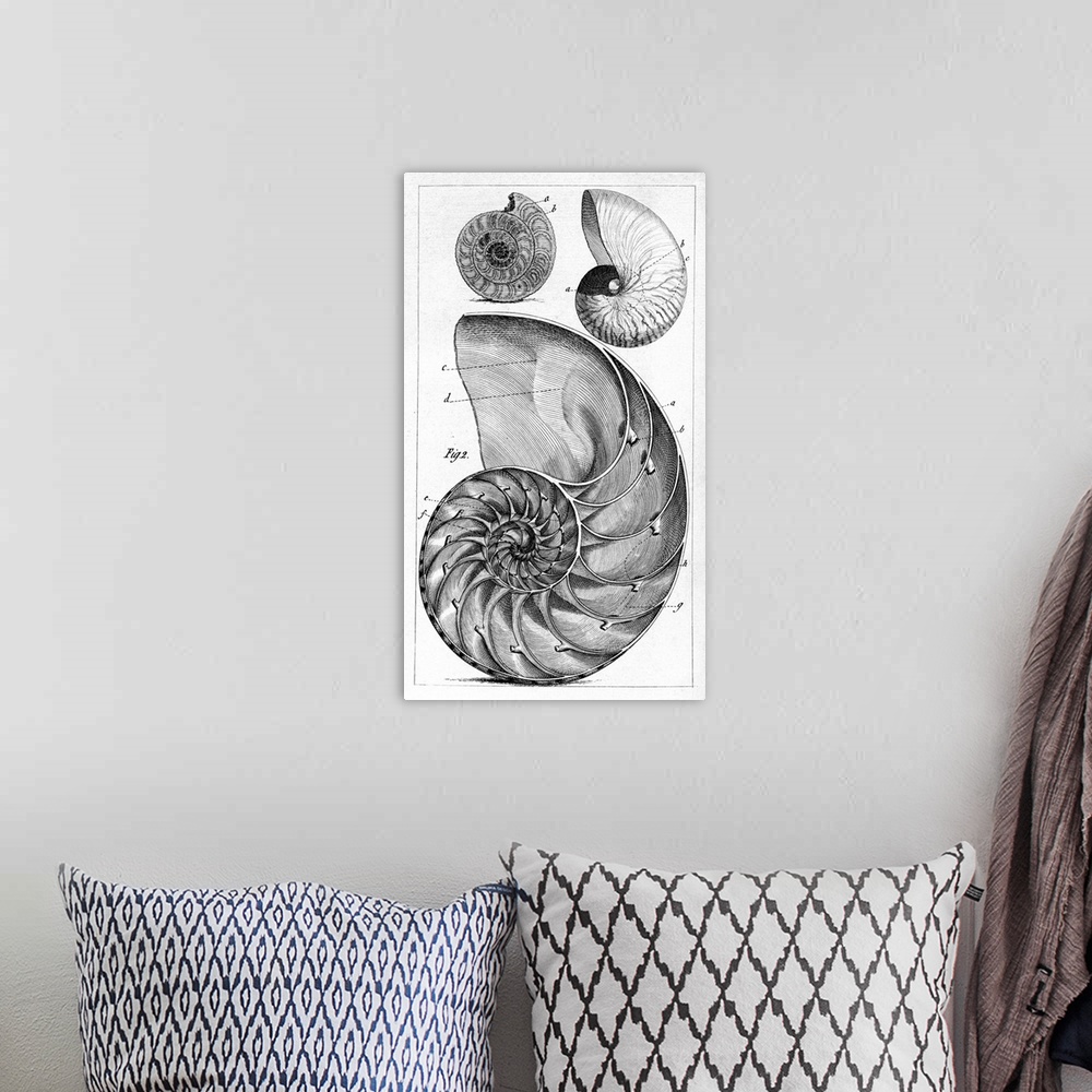 A bohemian room featuring Engraving of a nautilus and an ammonite. The nautilus is one of the species of marine cephalopods...