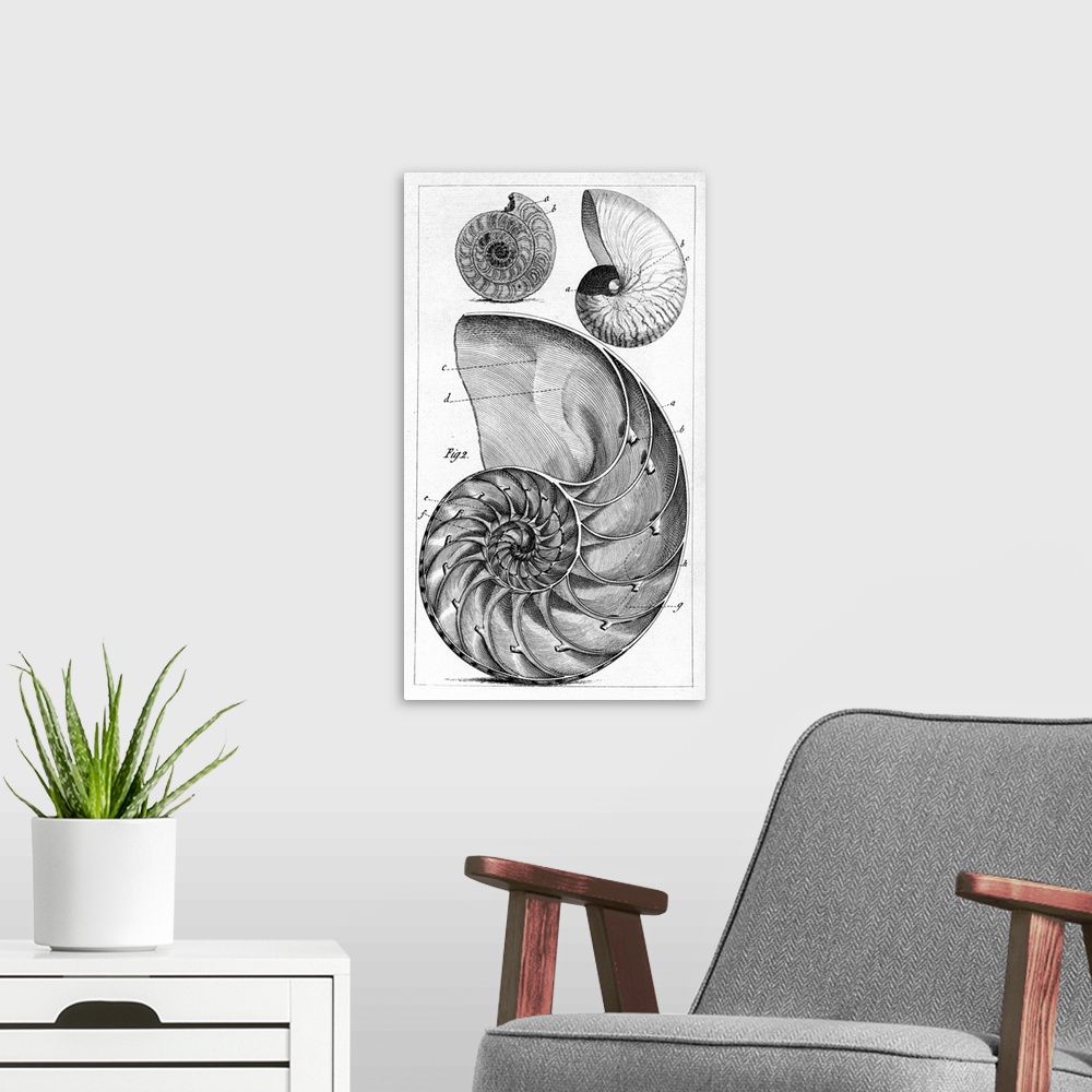 A modern room featuring Engraving of a nautilus and an ammonite. The nautilus is one of the species of marine cephalopods...