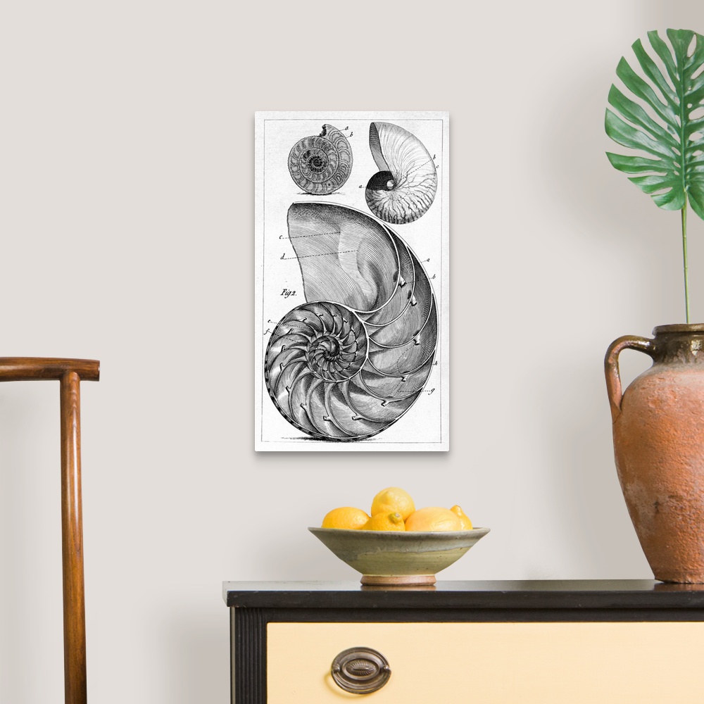 A traditional room featuring Engraving of a nautilus and an ammonite. The nautilus is one of the species of marine cephalopods...