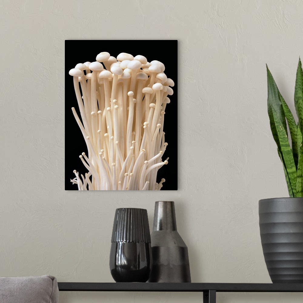 A modern room featuring Enoki mushrooms (Flammulina velutipes) in a cluster. These mushrooms only form clusters when grow...