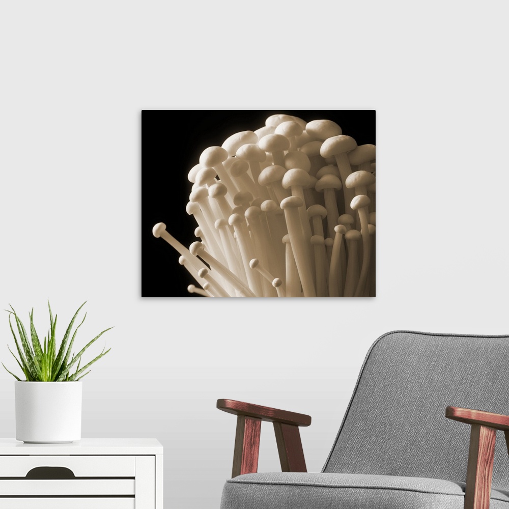 A modern room featuring Enoki mushrooms (Flammulina velutipes) in a cluster. These edible mushrooms only form clusters wh...