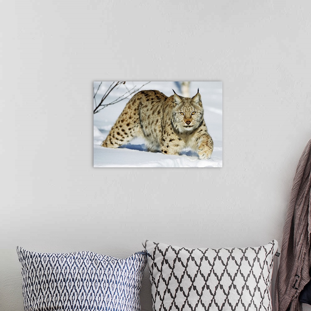 A bohemian room featuring Eurasian lynx in snow. The Eurasian lynx (Lynx lynx) is a medium-sized cat native to European and...