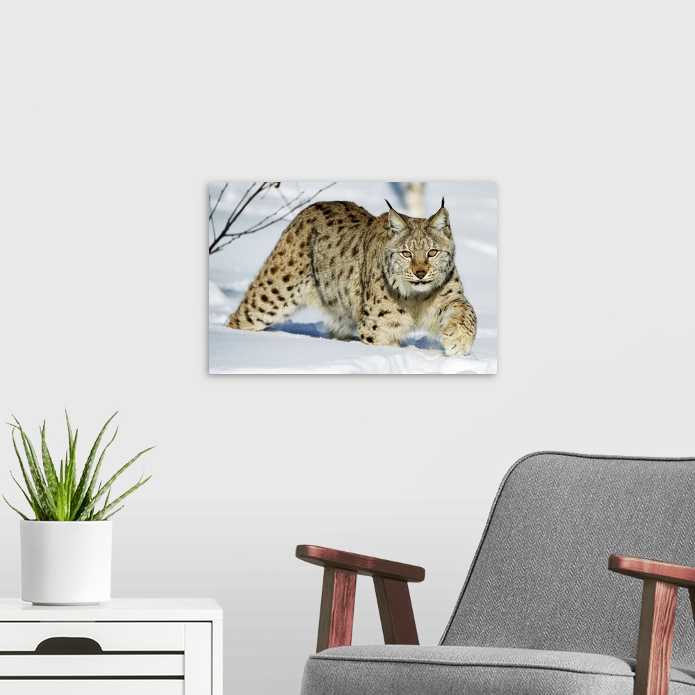 A modern room featuring Eurasian lynx in snow. The Eurasian lynx (Lynx lynx) is a medium-sized cat native to European and...