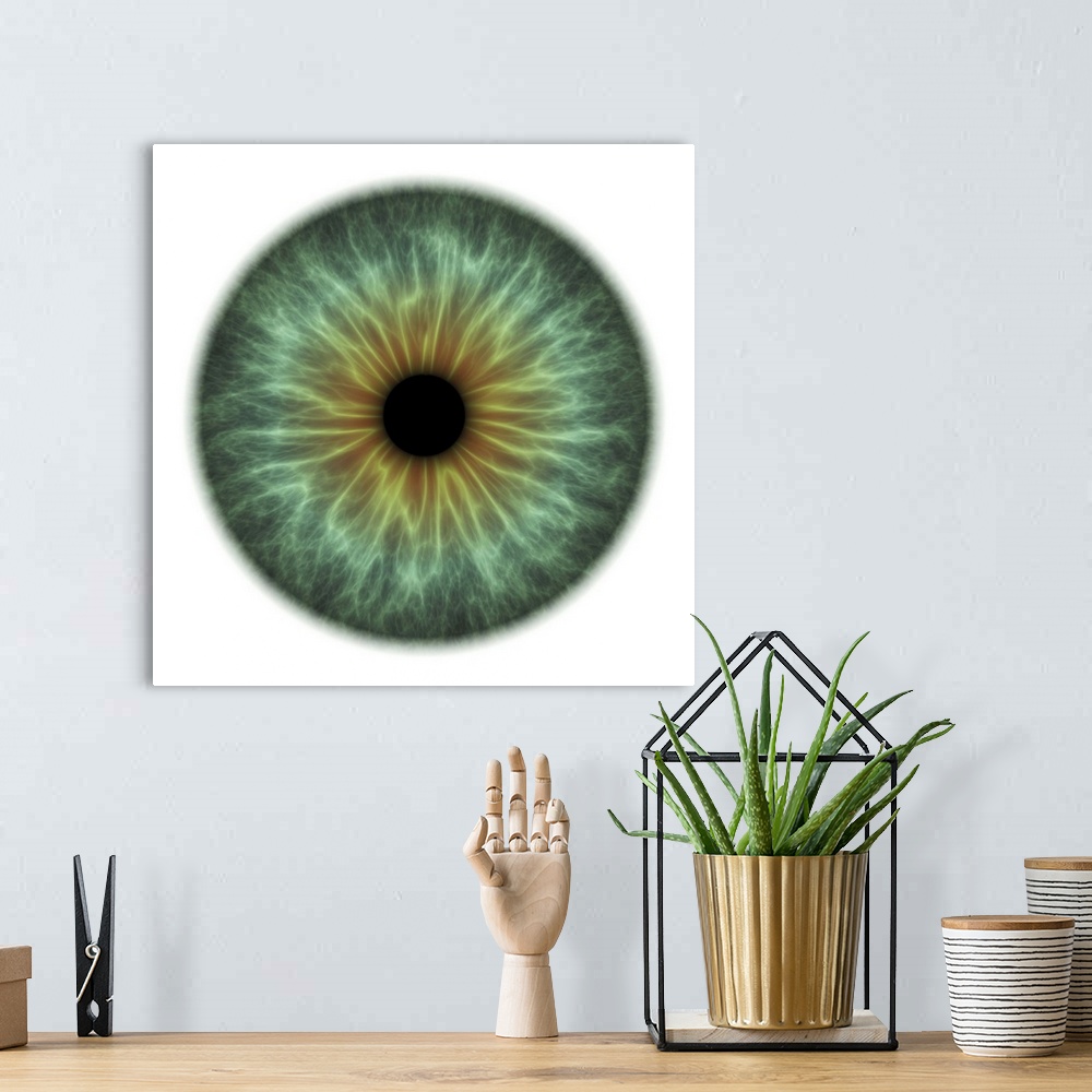 A bohemian room featuring Eye. Computer artwork of a close-up of a contracted iris and pupil of an eye. The iris, a coloure...