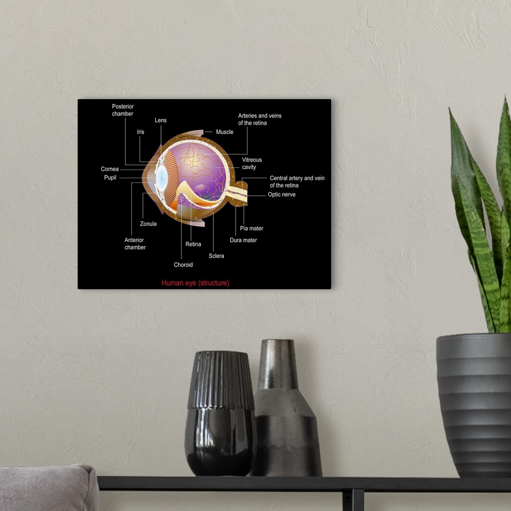 A modern room featuring Eye anatomy, computer artwork. At the front of the eye is the cornea, a transparent coating. Behi...