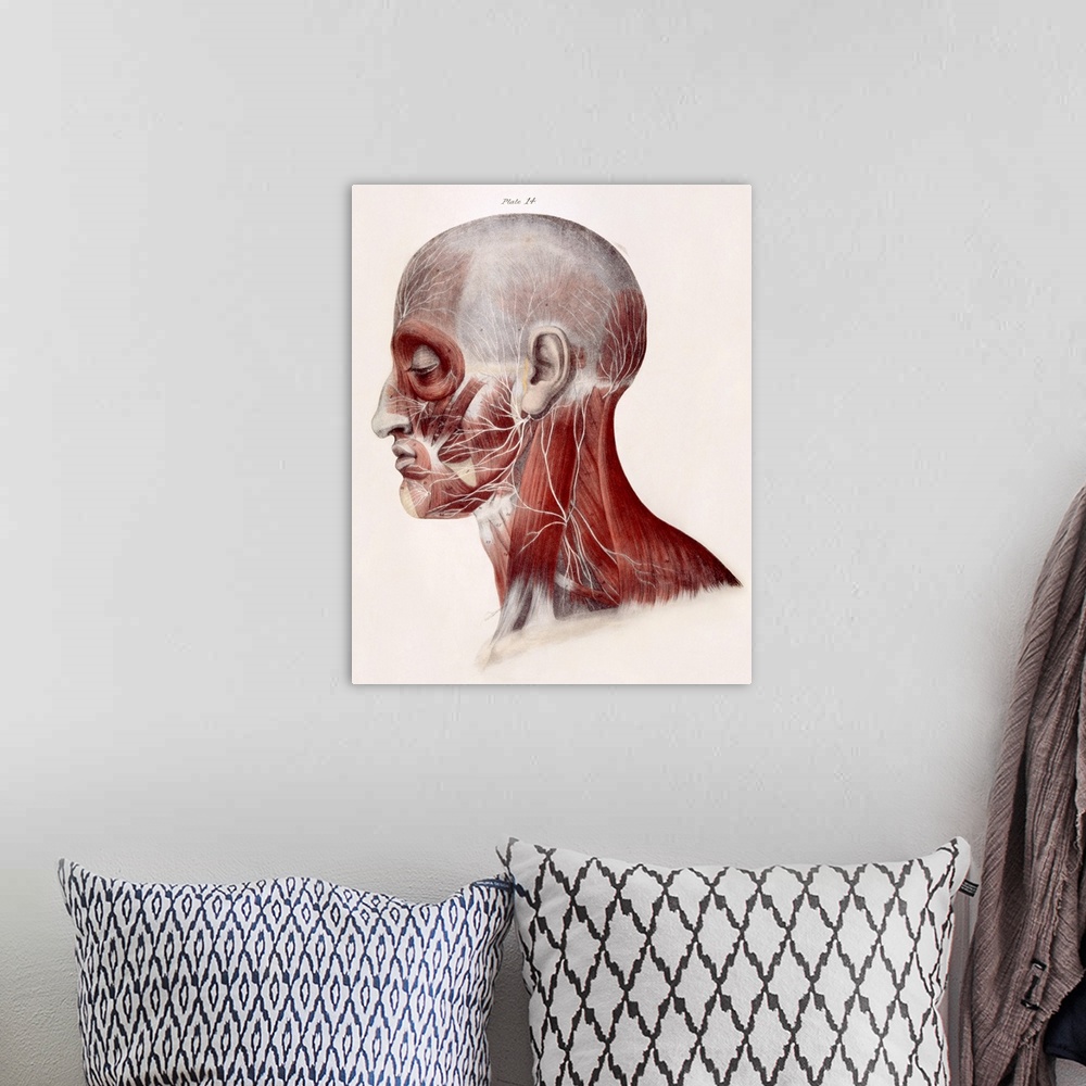 A bohemian room featuring Facial nerves. Historical anatomical artwork of a side view of a dissected human head showing the...