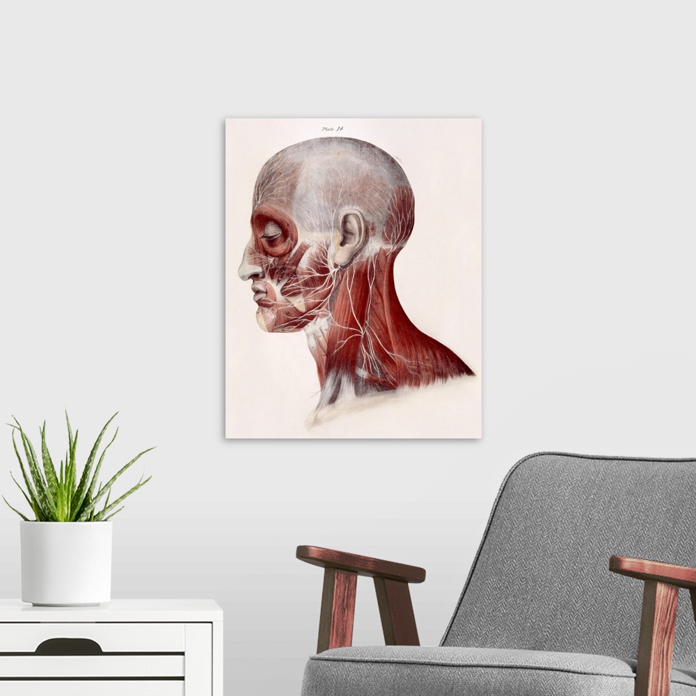 A modern room featuring Facial nerves. Historical anatomical artwork of a side view of a dissected human head showing the...