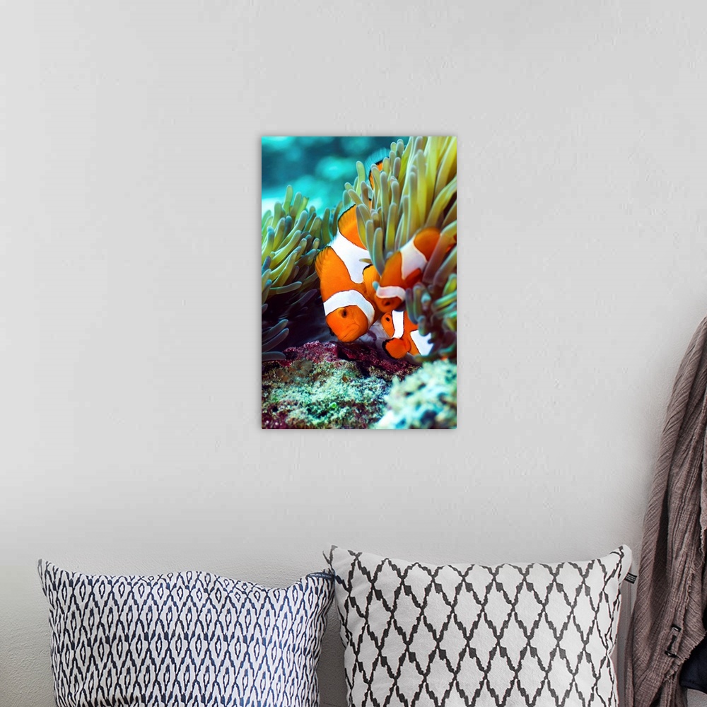 A bohemian room featuring False clown anemonefish (Amphiprion ocellaris) amongst anemone tentacles. Seen here are a female ...
