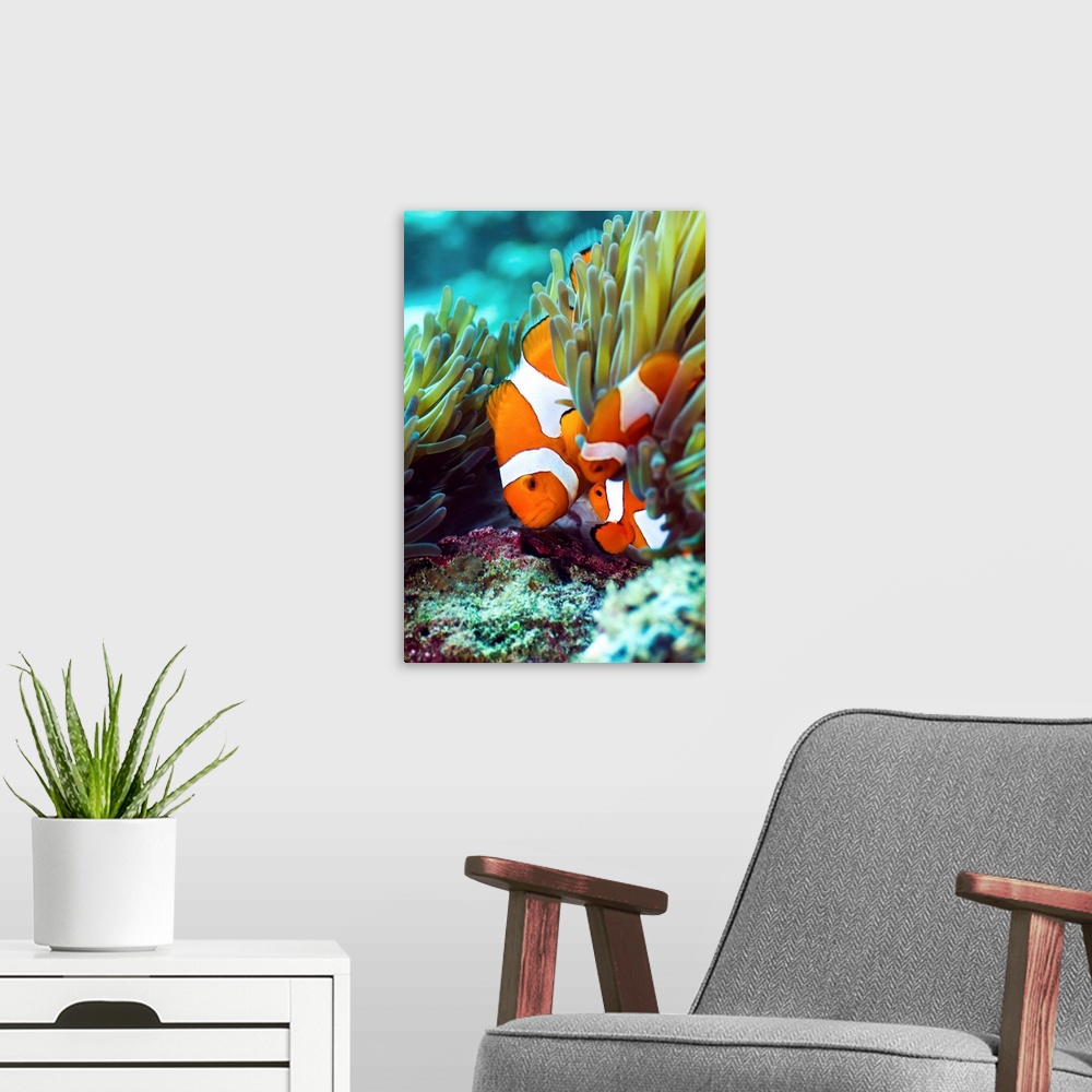 A modern room featuring False clown anemonefish (Amphiprion ocellaris) amongst anemone tentacles. Seen here are a female ...