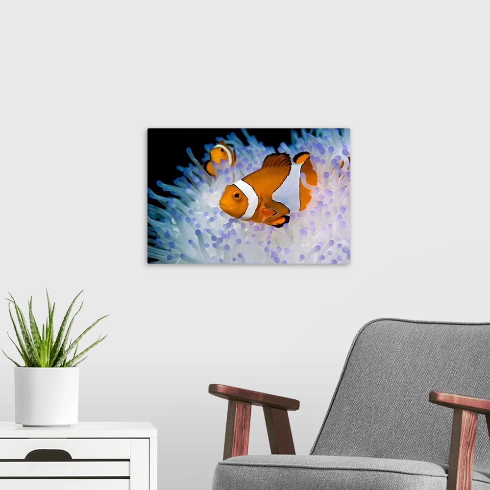 A modern room featuring False clown anemonefish (Amphiprion percola) in a bleached anemone. Photographed in Bunaken Natio...