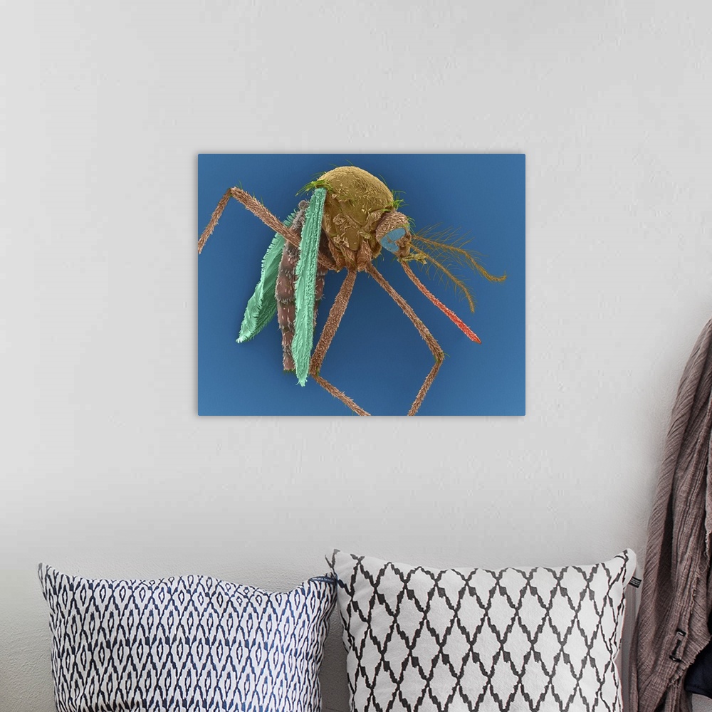 A bohemian room featuring Coloured scanning electron micrograph (SEM) of Female Asian tiger mosquito, Aedes albopictus. Den...