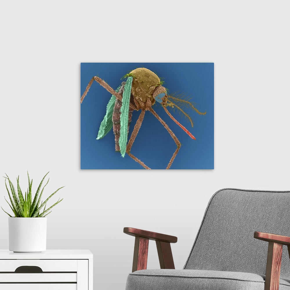 A modern room featuring Coloured scanning electron micrograph (SEM) of Female Asian tiger mosquito, Aedes albopictus. Den...
