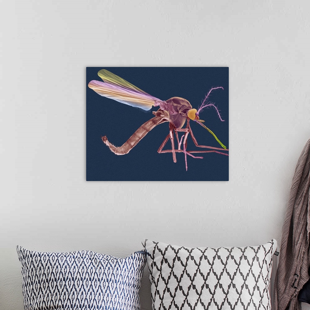A bohemian room featuring Coloured scanning electron micrograph (SEM) of Female mosquito (Anopheles quadrimaculatus). The f...