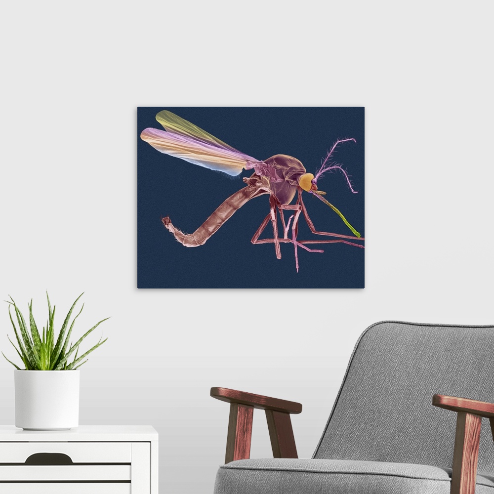 A modern room featuring Coloured scanning electron micrograph (SEM) of Female mosquito (Anopheles quadrimaculatus). The f...
