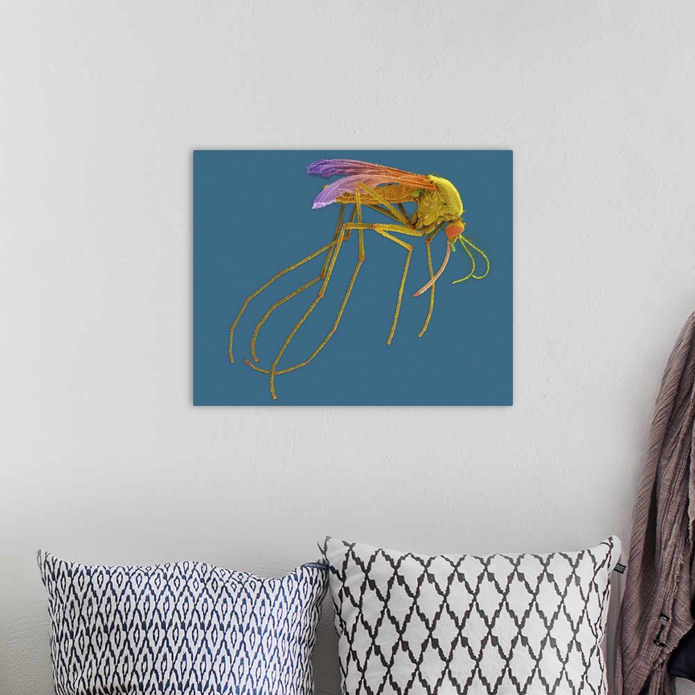 A bohemian room featuring Coloured scanning electron micrograph (SEM) of Female mosquito with prominent antenna and probosc...