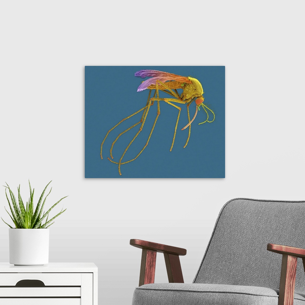 A modern room featuring Coloured scanning electron micrograph (SEM) of Female mosquito with prominent antenna and probosc...