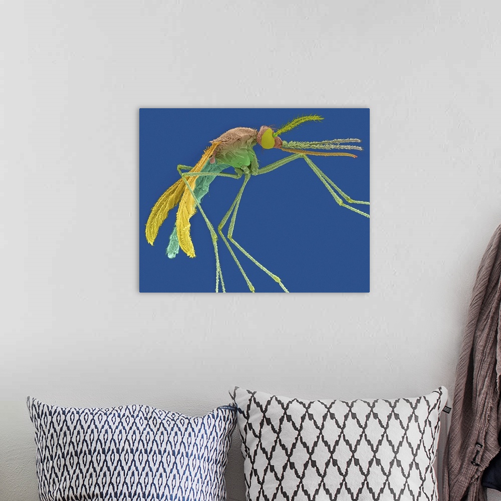 A bohemian room featuring Coloured scanning electron micrograph (SEM) of Female mosquito with prominent antenna, maxillary ...
