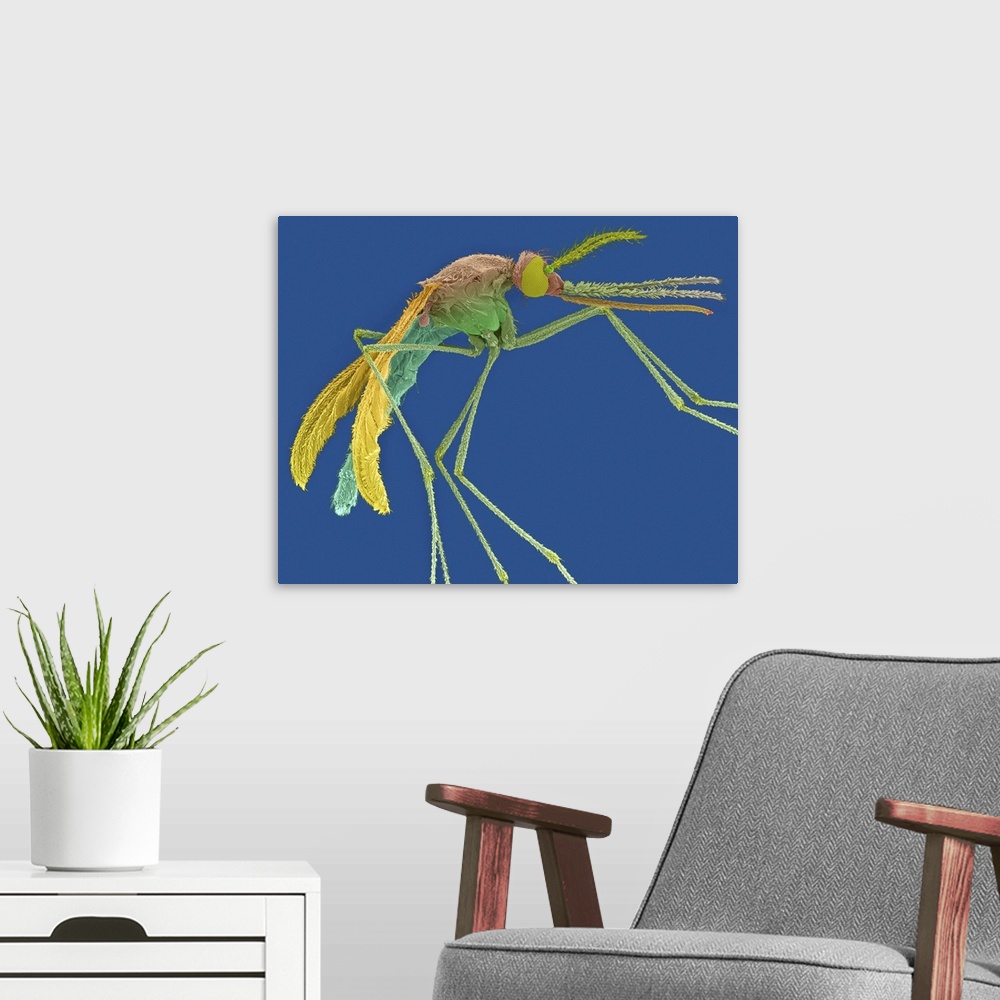 A modern room featuring Coloured scanning electron micrograph (SEM) of Female mosquito with prominent antenna, maxillary ...