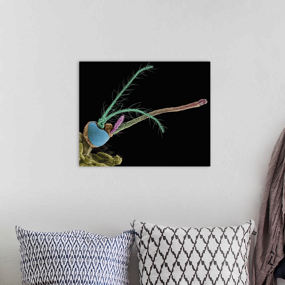 A bohemian room featuring Coloured scanning electron micrograph (SEM) of Female mosquito head (Aedes aegypti): compound eye...