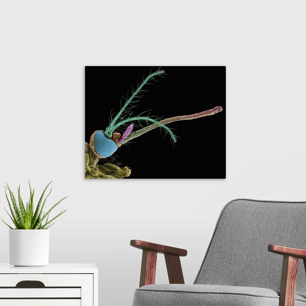 A modern room featuring Coloured scanning electron micrograph (SEM) of Female mosquito head (Aedes aegypti): compound eye...