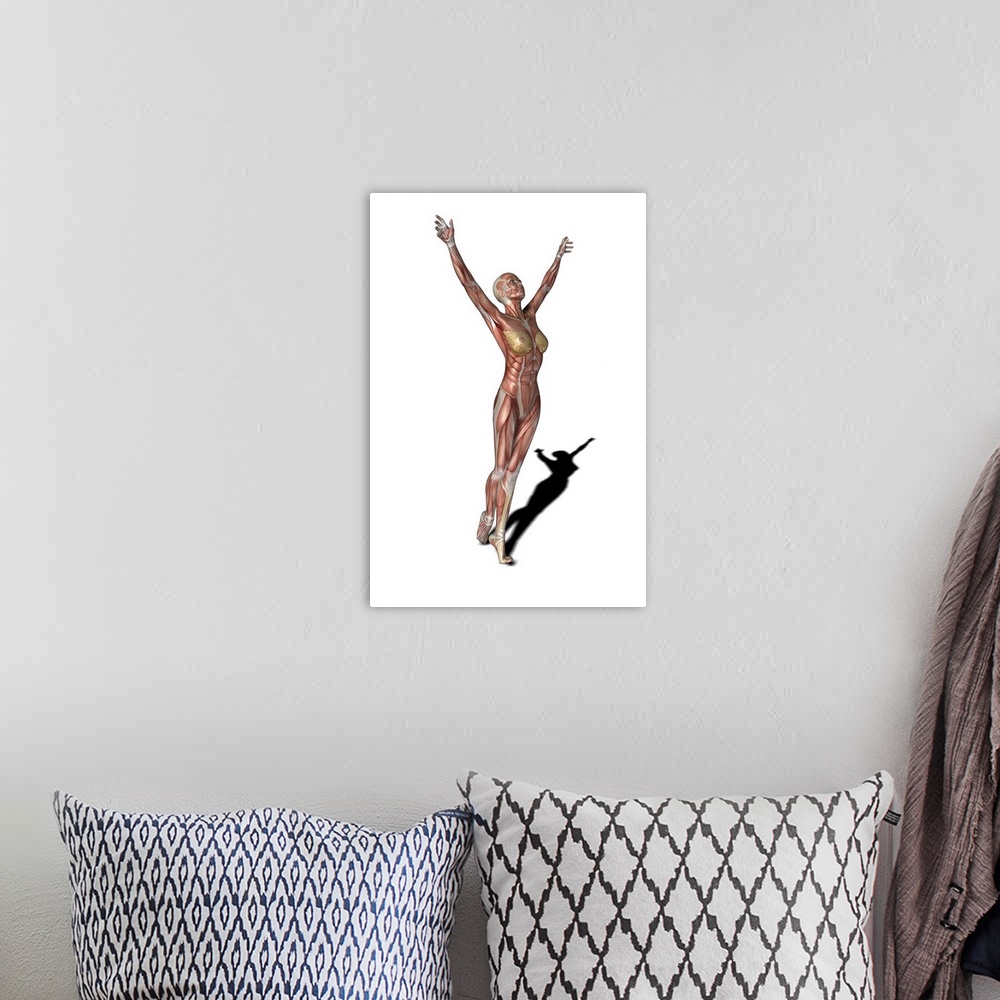 A bohemian room featuring Female muscles. Computer artwork showing the muscle structure of a woman ballet dancing. These ar...