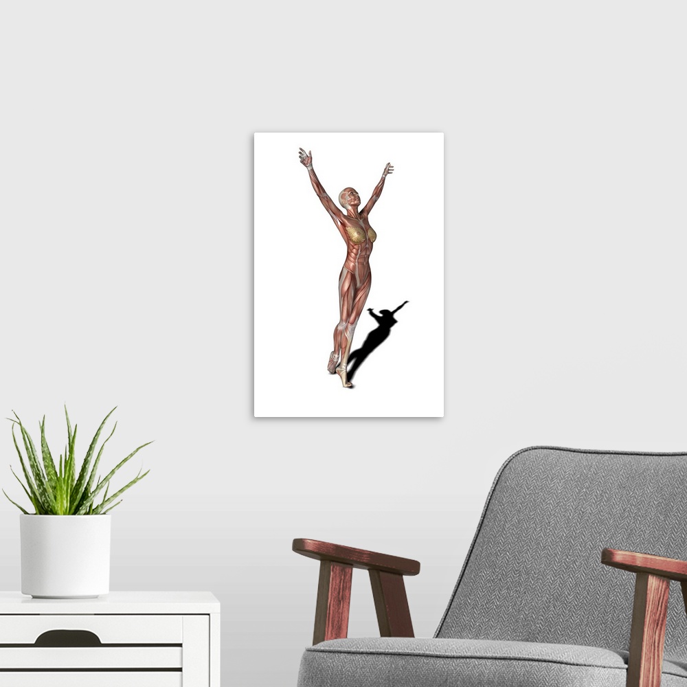 A modern room featuring Female muscles. Computer artwork showing the muscle structure of a woman ballet dancing. These ar...