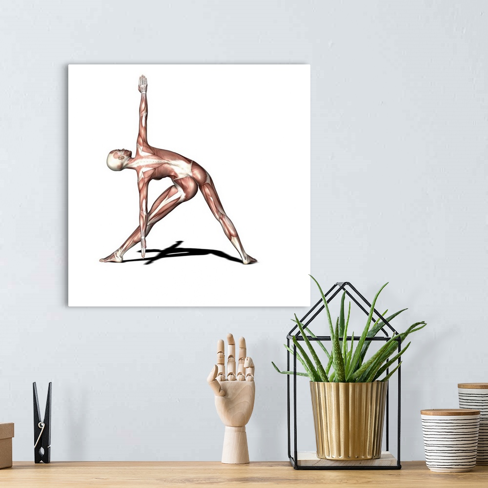 A bohemian room featuring Female muscles. Computer artwork showing the muscle structure of a woman practicing yoga. Here sh...