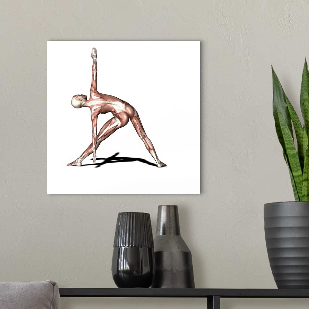A modern room featuring Female muscles. Computer artwork showing the muscle structure of a woman practicing yoga. Here sh...