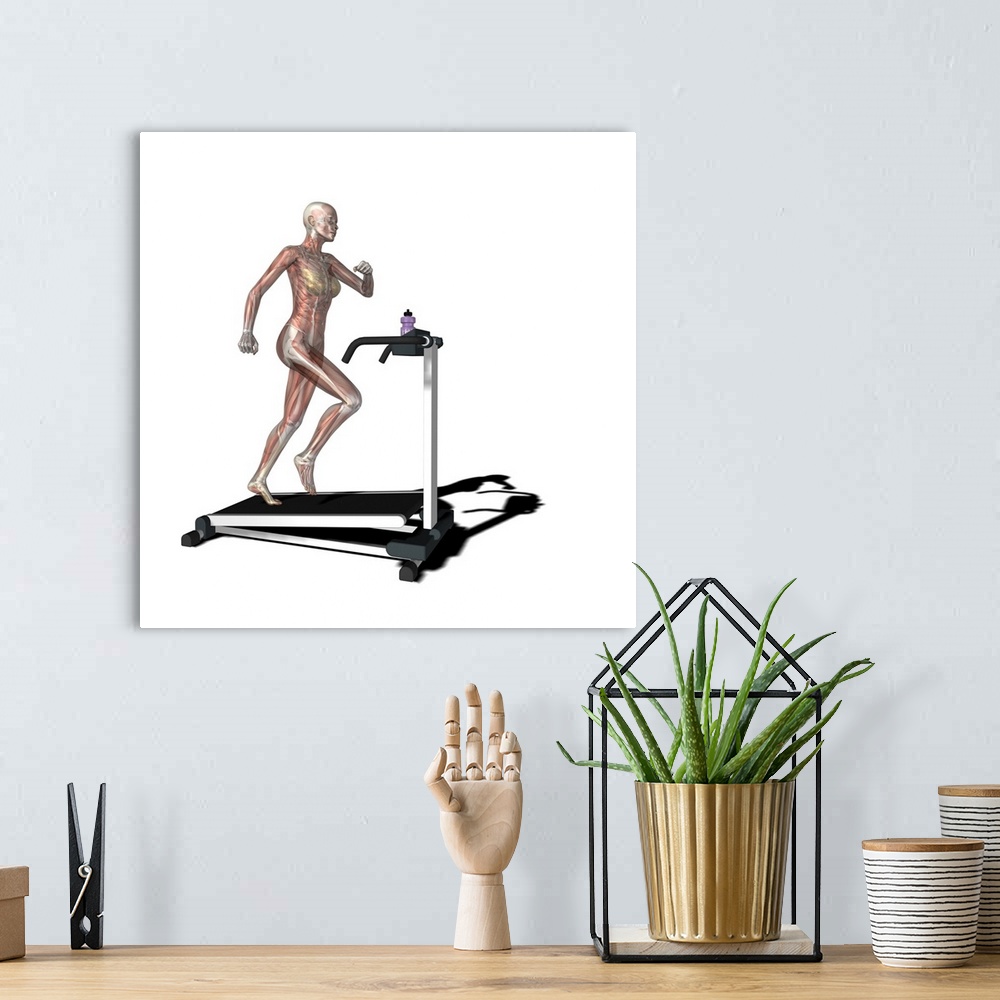 A bohemian room featuring Female muscles. Computer artwork showing the muscle and bone structure of a woman on a running ma...