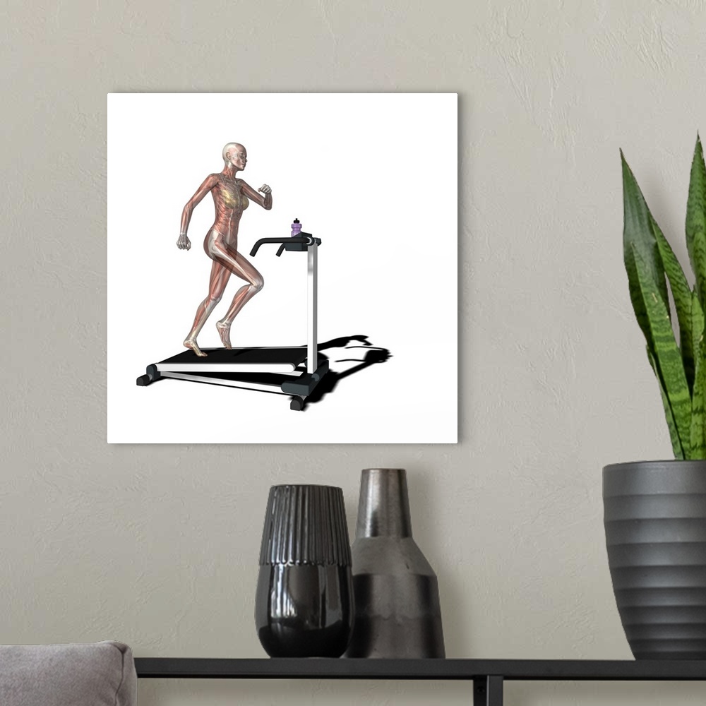 A modern room featuring Female muscles. Computer artwork showing the muscle and bone structure of a woman on a running ma...