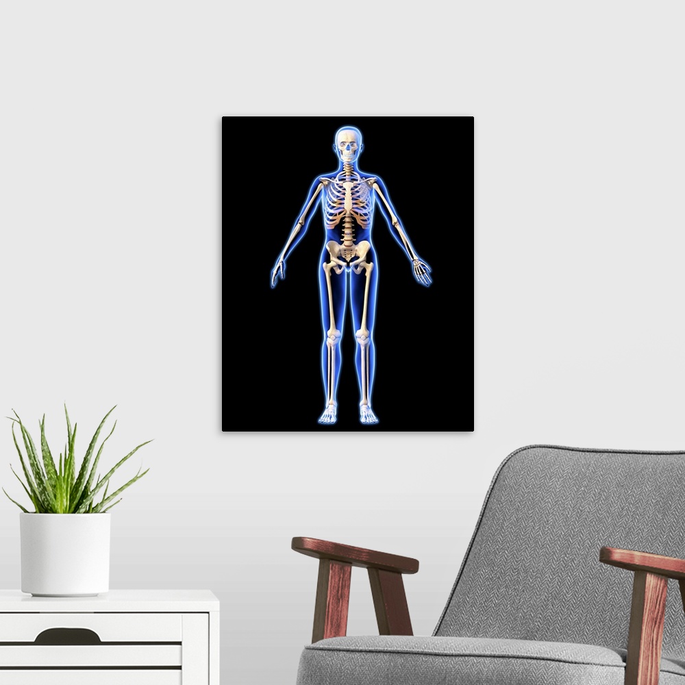 A modern room featuring Female skeleton, computer artwork. The human skeleton has 206 bones. The skull (at top) protects ...