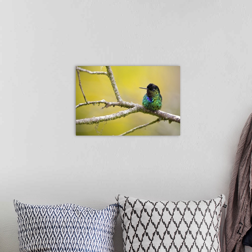 A bohemian room featuring Fiery-throated hummingbird on a branch. The fiery-throated hummingbird (Panterpe insignis) is a m...