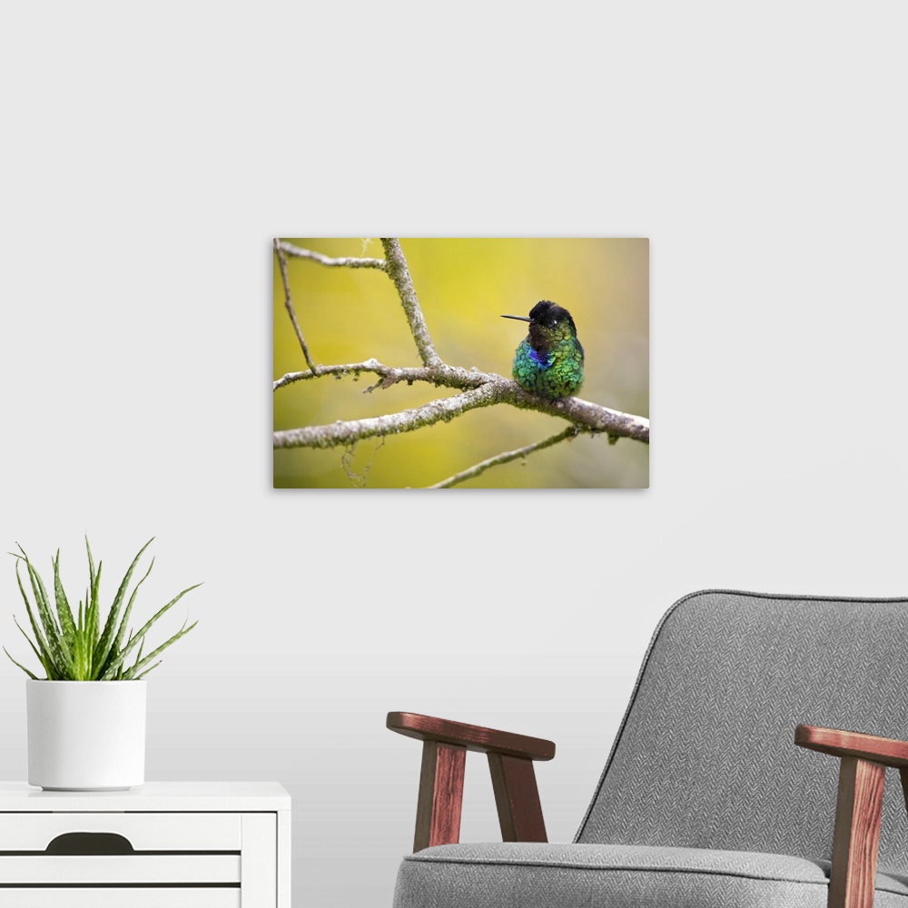 A modern room featuring Fiery-throated hummingbird on a branch. The fiery-throated hummingbird (Panterpe insignis) is a m...