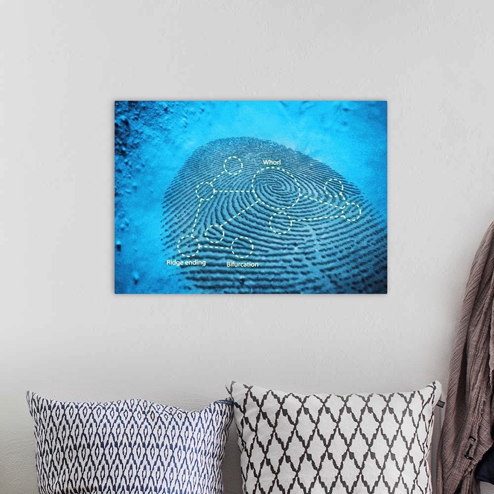A bohemian room featuring Fingerprint. Computer artwork of a fingerprint residue showing typical patterns for feature ident...