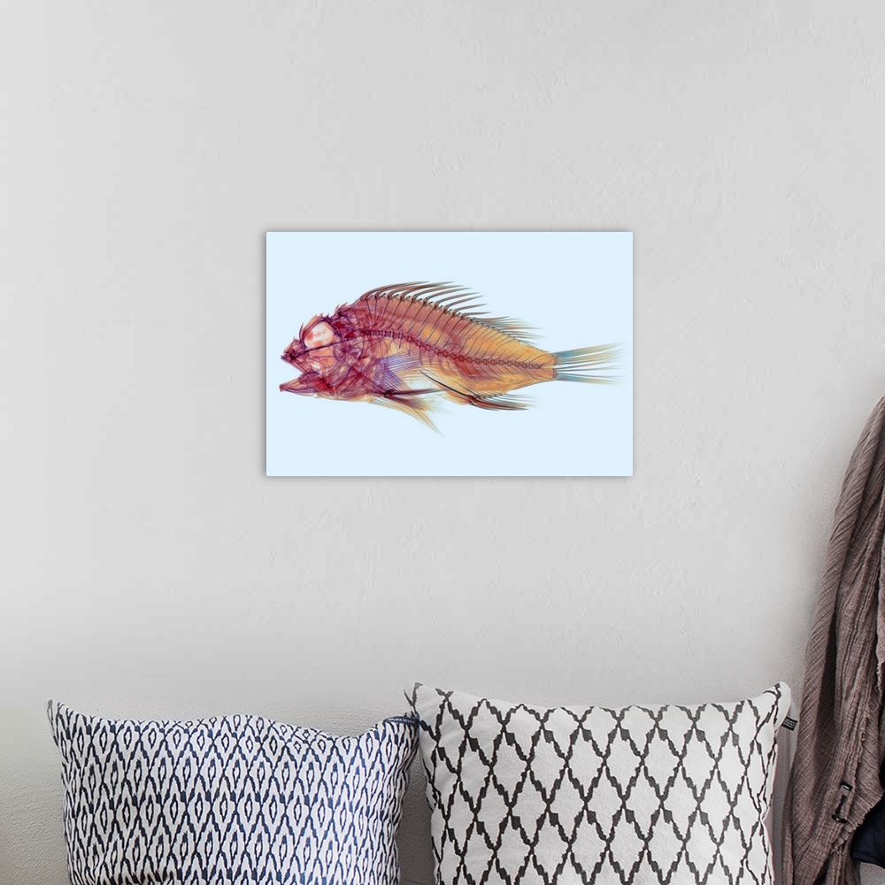 A bohemian room featuring Fish, coloured X-ray. This is a type of scorpionfish (order Scorpaeniformes). Its large eye socke...