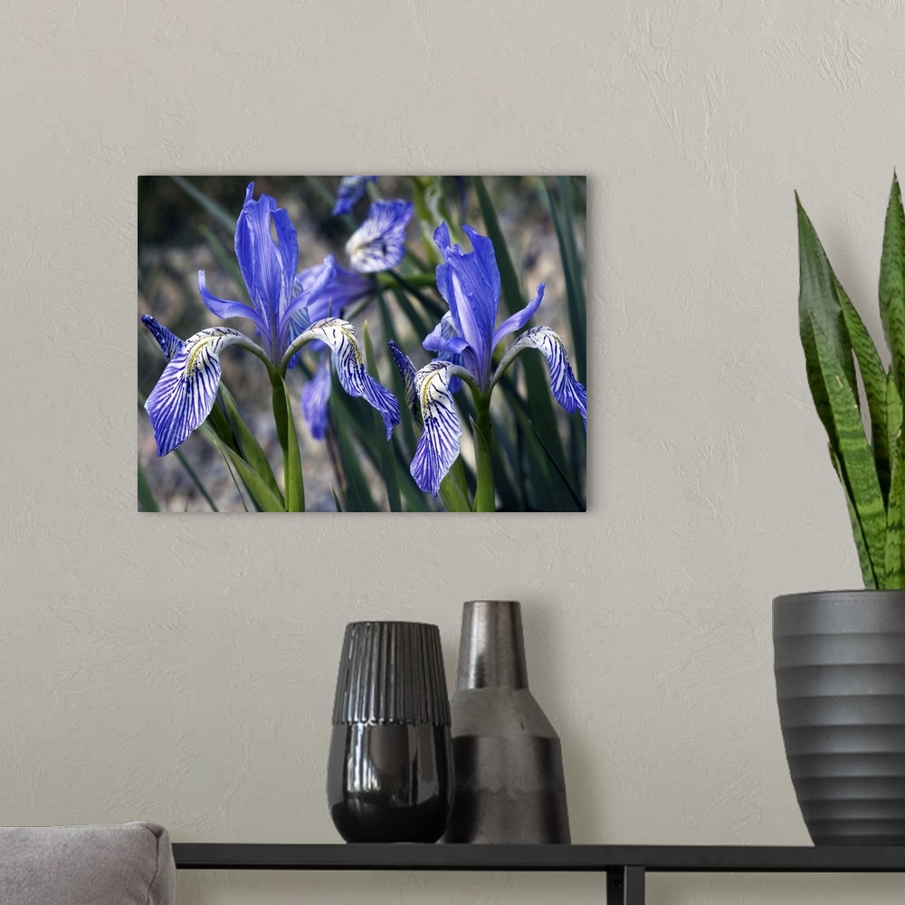 A modern room featuring Flag irises (Iris missouriensis). Photographed in the Sierra Nevada, USA.
