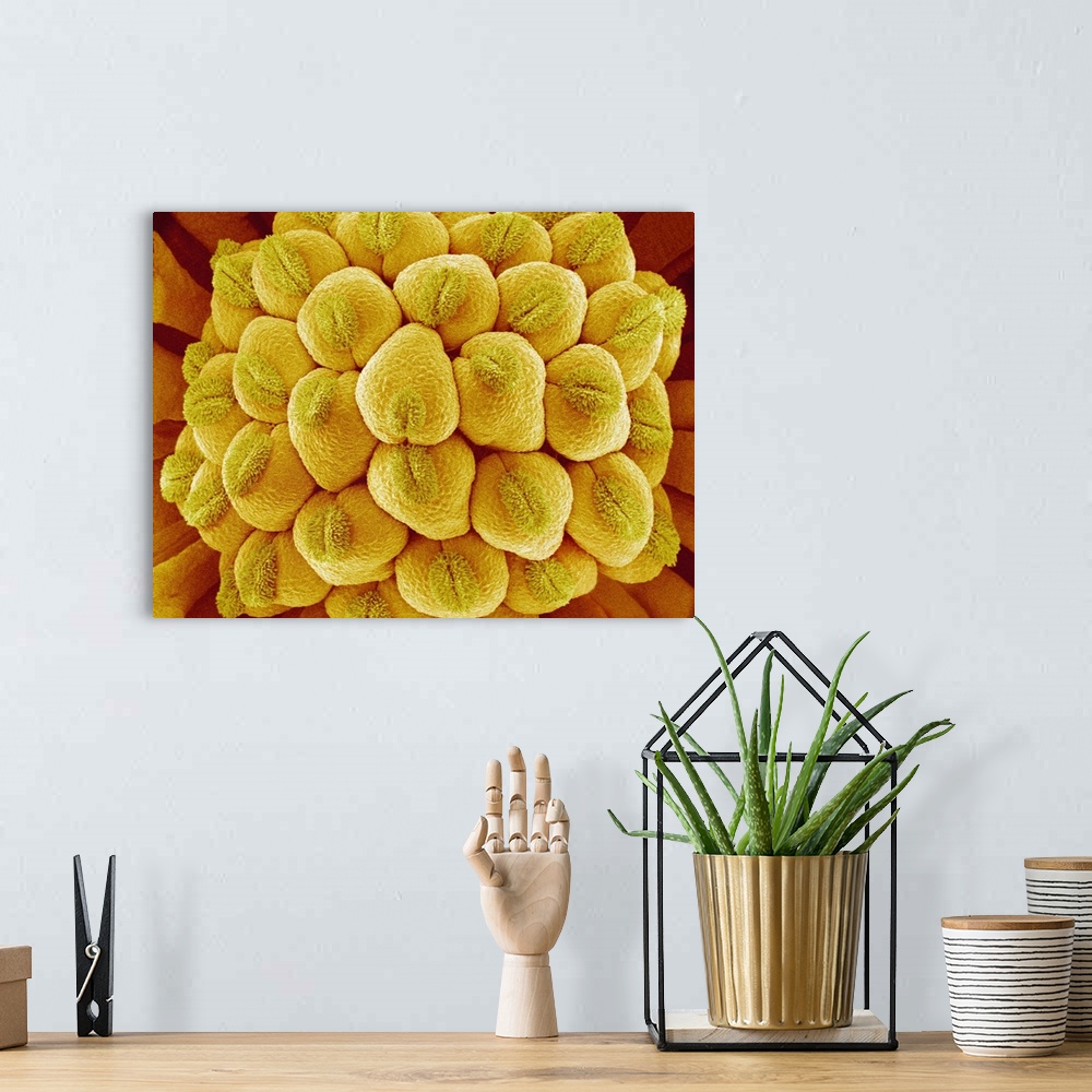 A bohemian room featuring Flower pistil. Coloured scanning electron micrograph (SEM) of a flower pistil. The pistil is the ...