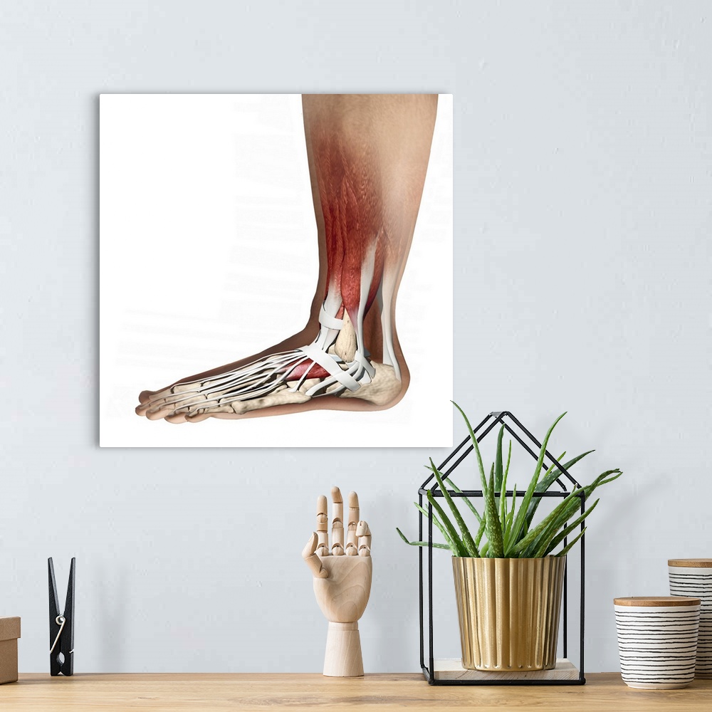 A bohemian room featuring Foot anatomy, computer artwork. Muscles are red, tendons and ligaments are white, and bones are c...