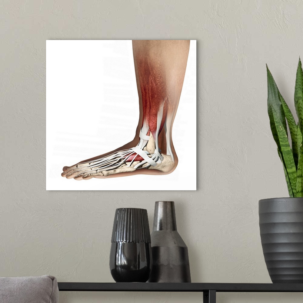 A modern room featuring Foot anatomy, computer artwork. Muscles are red, tendons and ligaments are white, and bones are c...