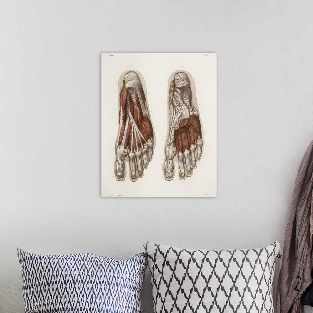A bohemian room featuring Foot anatomy, 19th Century illustration. Historical hand coloured lithographic print showing the ...