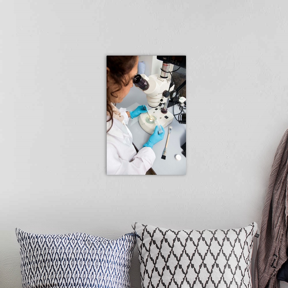 A bohemian room featuring MODEL RELEASED. Bone analysis. Forensic scientist using a high-powered optical microscope to exam...