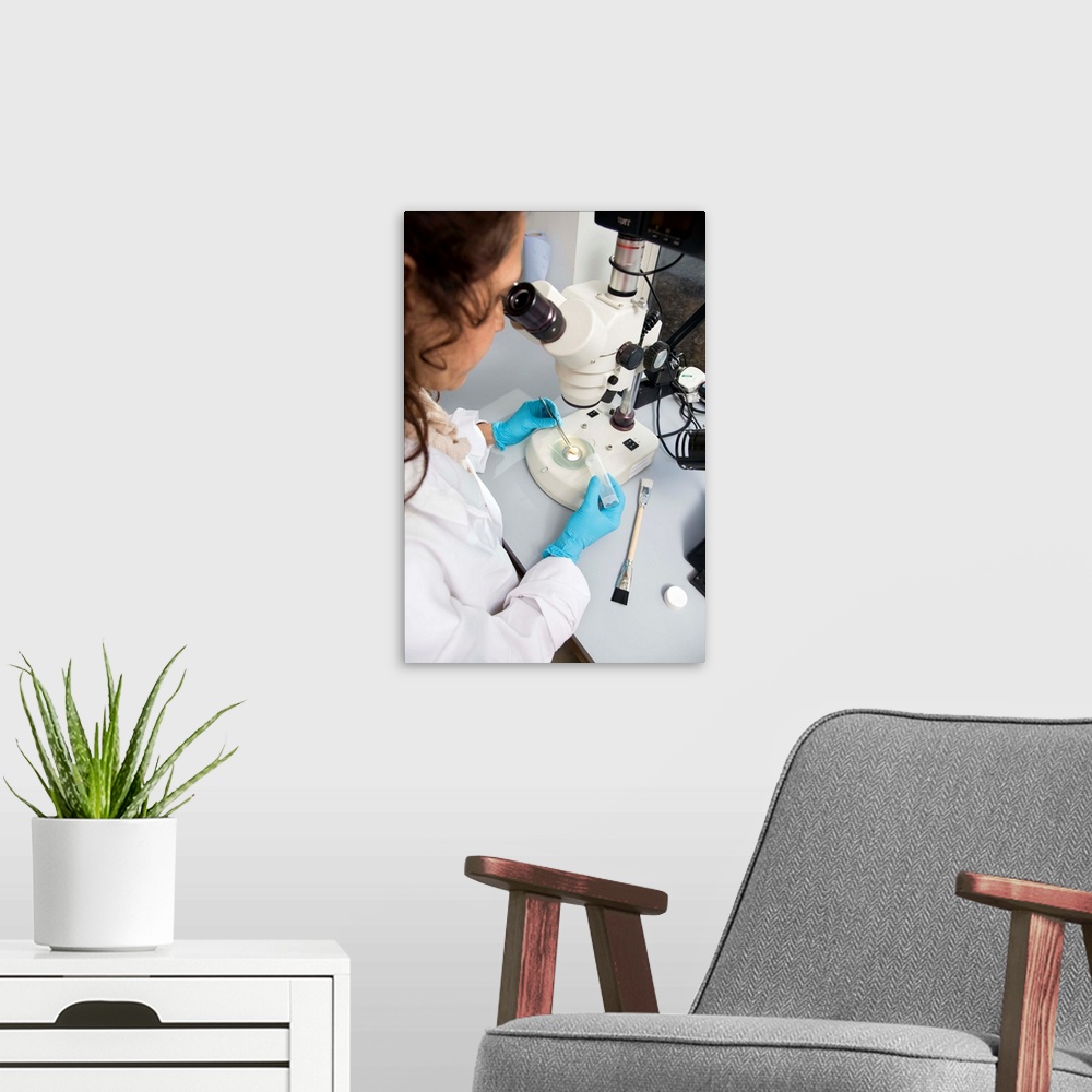 A modern room featuring MODEL RELEASED. Bone analysis. Forensic scientist using a high-powered optical microscope to exam...
