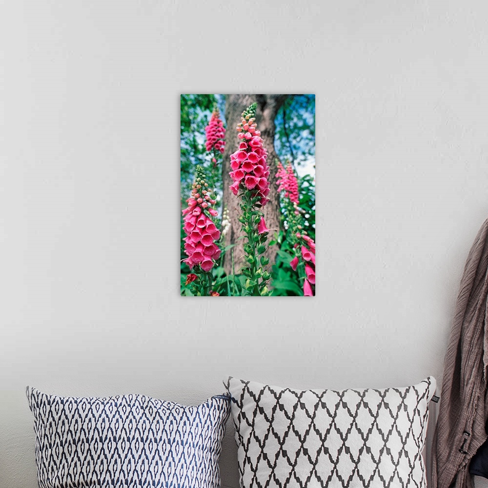 A bohemian room featuring Foxglove flowers (Digitalis purpurea). This plant has long been used in herbal medicine as a toni...