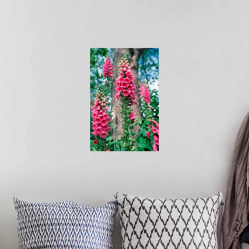 A bohemian room featuring Foxglove flowers (Digitalis purpurea). This plant has long been used in herbal medicine as a toni...