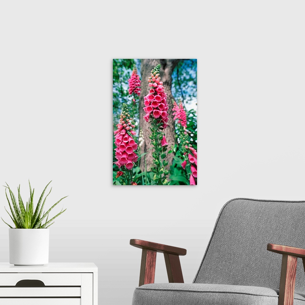 A modern room featuring Foxglove flowers (Digitalis purpurea). This plant has long been used in herbal medicine as a toni...