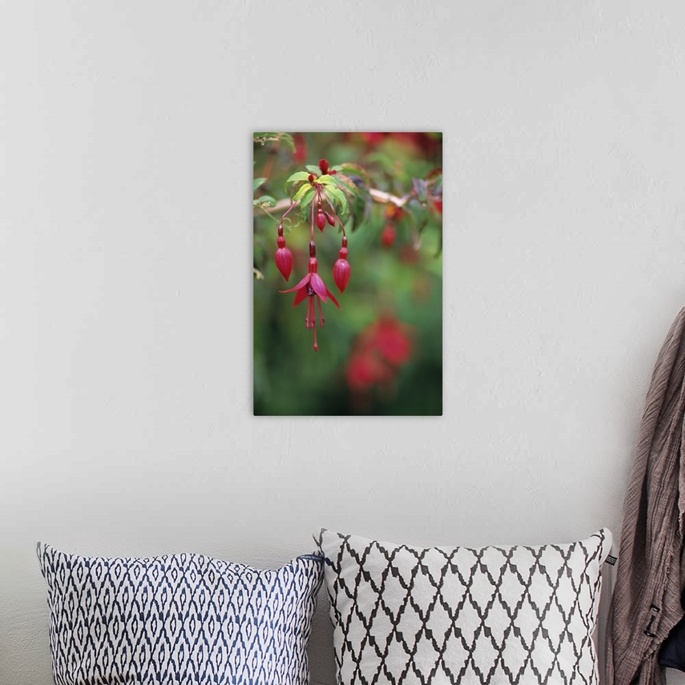 A bohemian room featuring Fuchsia flowers (Fuchsia sp.).