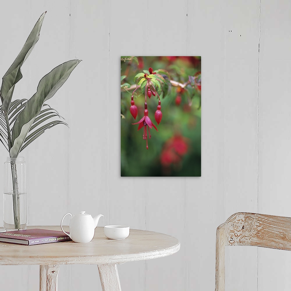 A farmhouse room featuring Fuchsia flowers (Fuchsia sp.).